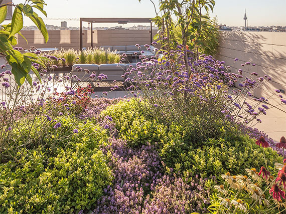 Verbena bonariensis: un soplo de campo en plena ciudad